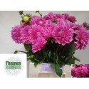 DAHLIA SANDRA - Theuws Flowers