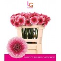 Ge Mb Bol Choochoo - Fust 996 - LG Flowers