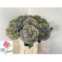 hortensia M ROY PARADE CL - Rith Flowers