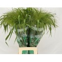 Panicum - Komt Goed BV