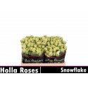 R branchue SNOWFLAKE - Holla Roses BV