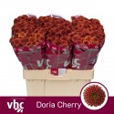 santini Doria Cherry - van Helvoort Company