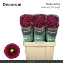 santini PURPETTA RED - Decorum CHRYWIJK