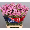 statice ROSEL SU BIRDS - TONIE Flowers