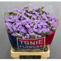 statice TONIE LAVENDER - TONIE Flowers
