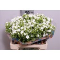 Phlox Whitecap blanc - YZM Lev Flowers Ltd