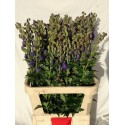 Aconite - Mts P & D Barnhoorn