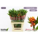 Asclepia Orange - Beauty Line