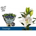 lilium TOUREGA 5+ - .