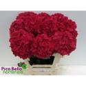 hortensia M MAG RUBYRED - Pico Bello...