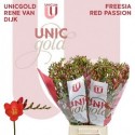 freesia RED PASSION - UNICGOLD Rene van Dijk