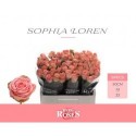 R GR SOPHIA LOREN - Berg RoseS