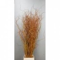 Salix golden curls - Animad