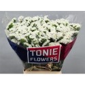 statice FROST WINGS - TONIE Flowers