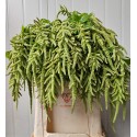 Amaranthus cycloop - T. van Iterson & Zn