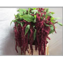 Amaranthus caudatus 'Rosary' - A.P. Koot VOF