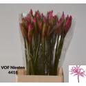 Amarine70.50 - VOF Niesten