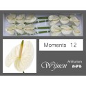 anthurium Moments blanc - Anthogether Wijnen
