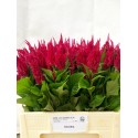 Celosia rouge - J H M Jonkheer