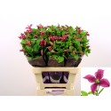 Clematis Diversifolia Grp Kyiv - Medousa /...