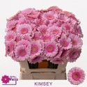germini Kimsey rose - Topline Gerbera