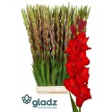 glaieul GR RED BALANCE - GLADZ