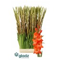 glaieul live oak - GLADZ