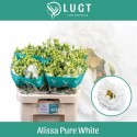 lysianthus G ALISSA PUR WHI - Lugt Lisianthus