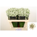 Astrantia major billion stars blanc XL -...