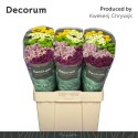 CHR S Pompon Mix - van Helvoort Company