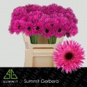GE MS PUNKI IRMA - Summit Klondike Gardens
