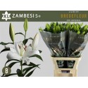 lilium Zambesi blanc - Bredefleur
