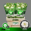 LIS Alissa Pure blanc - Kwekerij Lion-STAR