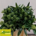 Skimmia Kew vert 40 cm - L. Legemate