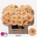 germini MOET - Oudijk Gerbera