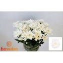 deco BALTICA - Lewis Flowers BV