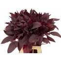 Amaranthus Cruentes Velvet Curtain 70cm -...