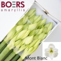amaryllis GA MONT BLANC - Boers Amaryllis