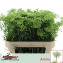 Ammi graceland 80 - Fa. Klepper