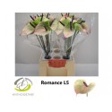anthurium ROMANCE IMP - Anthogether Hubers