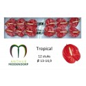 anthurium Tropical rouge x 12 -...