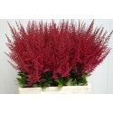 Ast Paul G60 - Lovely Astilbe Rutgrink