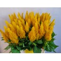 Celosia Century Geel - J H M Jonkheer