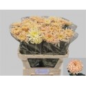 Chrysant geplozen Avignon - Kwekerij...