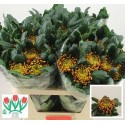 Chrysanthemum Indicum Grp geplozen Fuego -...