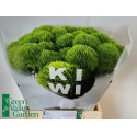 Dianthus barbatus Kiwi Mellow - Green...