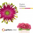 GE KV Pastini Milazzo - Gerbera United