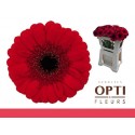 germini RED RUBY - Schouten Opti-Fleurs BV