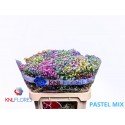 Gypsophila Coloured 80cm 40gr - KNL Flores