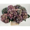 hortensia Anne classic 60 - Vollering...